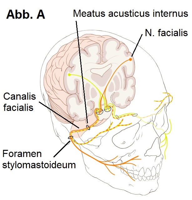 Facialis_Hauptbild